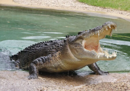 Eliminating an alligator that devoured a woman