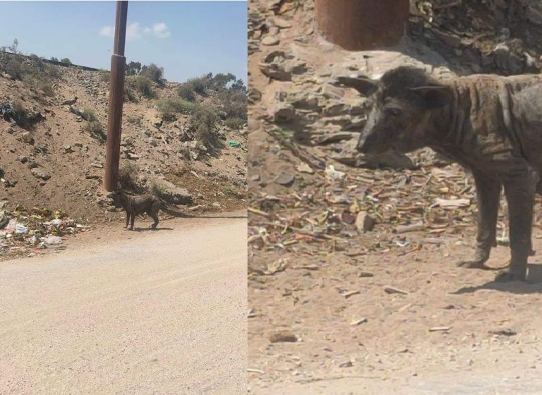 Strange animal infects 4 people in Luxor Governorate