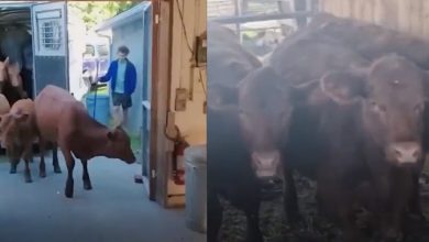 the flood of Al-Aqsa