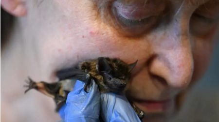 You won't believe what this lady does with bats in her apartment