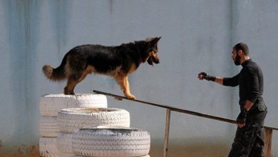 the story of the 'Gaza dogs'