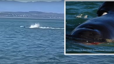 The scientists' astonishment scene