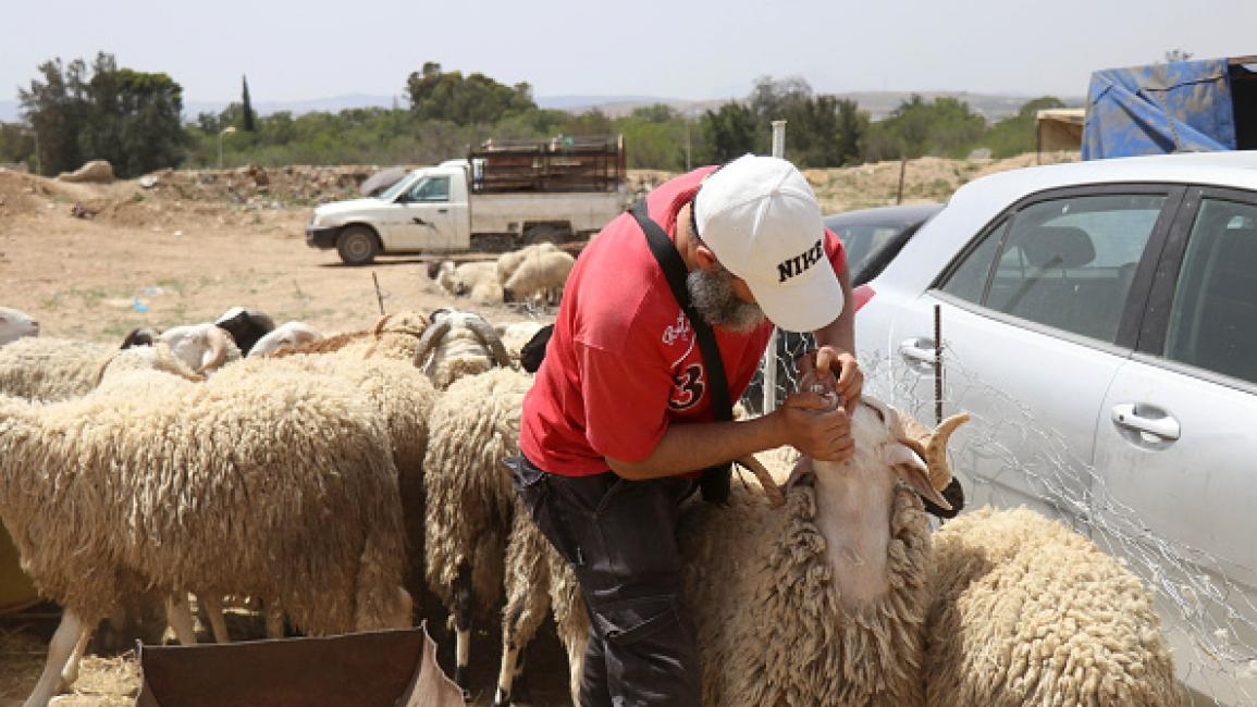 Despite rainfall in recent months that reduced livestock farmers' dependence on feed and encouraged grazing on natural pastures, sheep prices remain high across Tunisia.