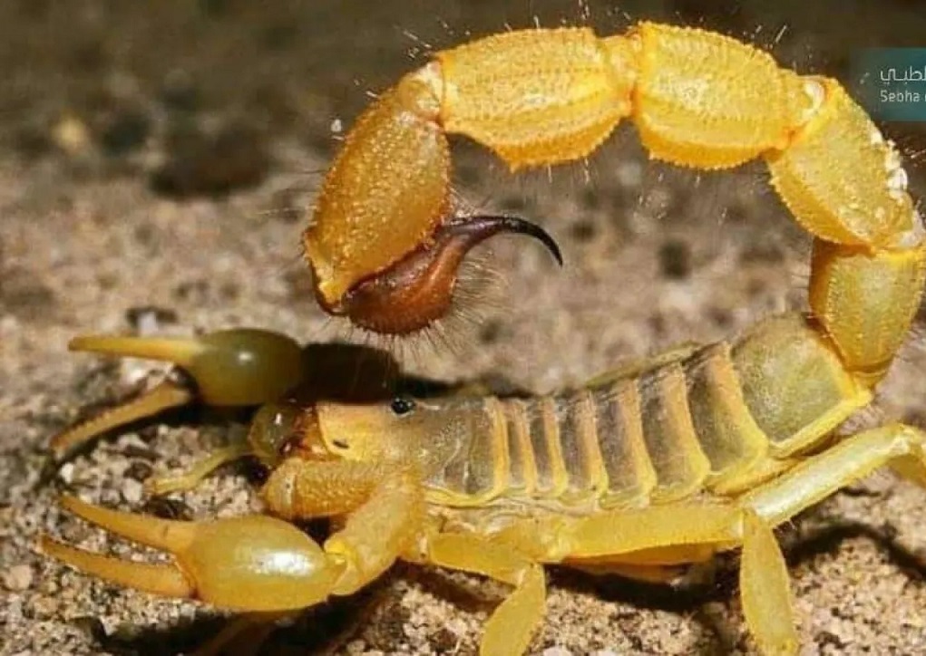 Early research reveals molecule from Brotheas amazonicus venom triggers breast cancer cell death, opening doors to new bioengineered therapies