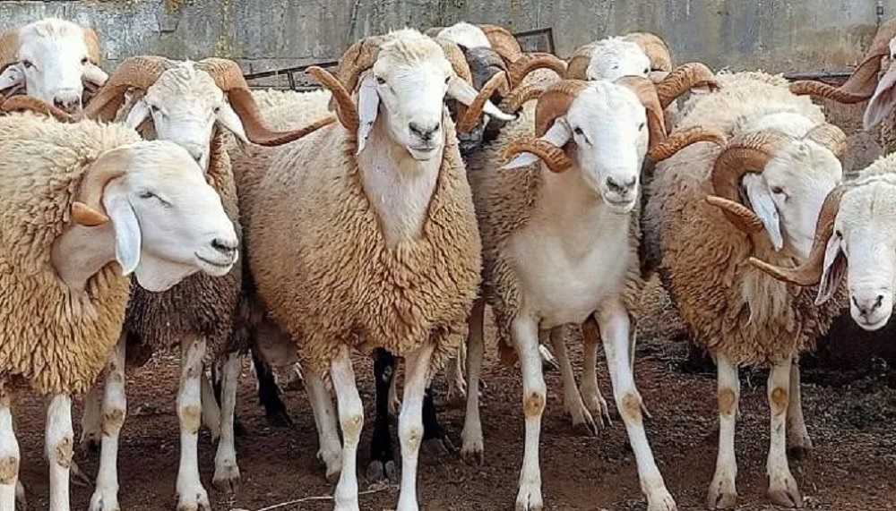 Mohamed Rajaybi, a member of the Tunisian Farmers Union, stated:"We have 1.2 million sheep available, while demand is around 900,000."