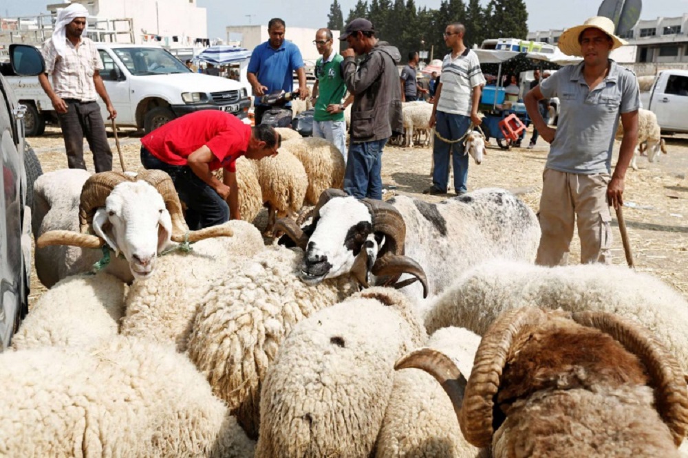 Despite abundant rainfall and lower feed costs, Eid sheep prices in Tunisia remain high, ranging from 700 to 2,000 dinars.