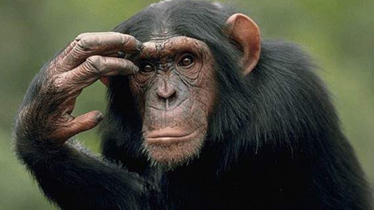 الشمبانزي watanserb.com