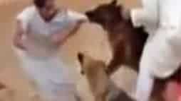 دعابة كلب watanserb.com