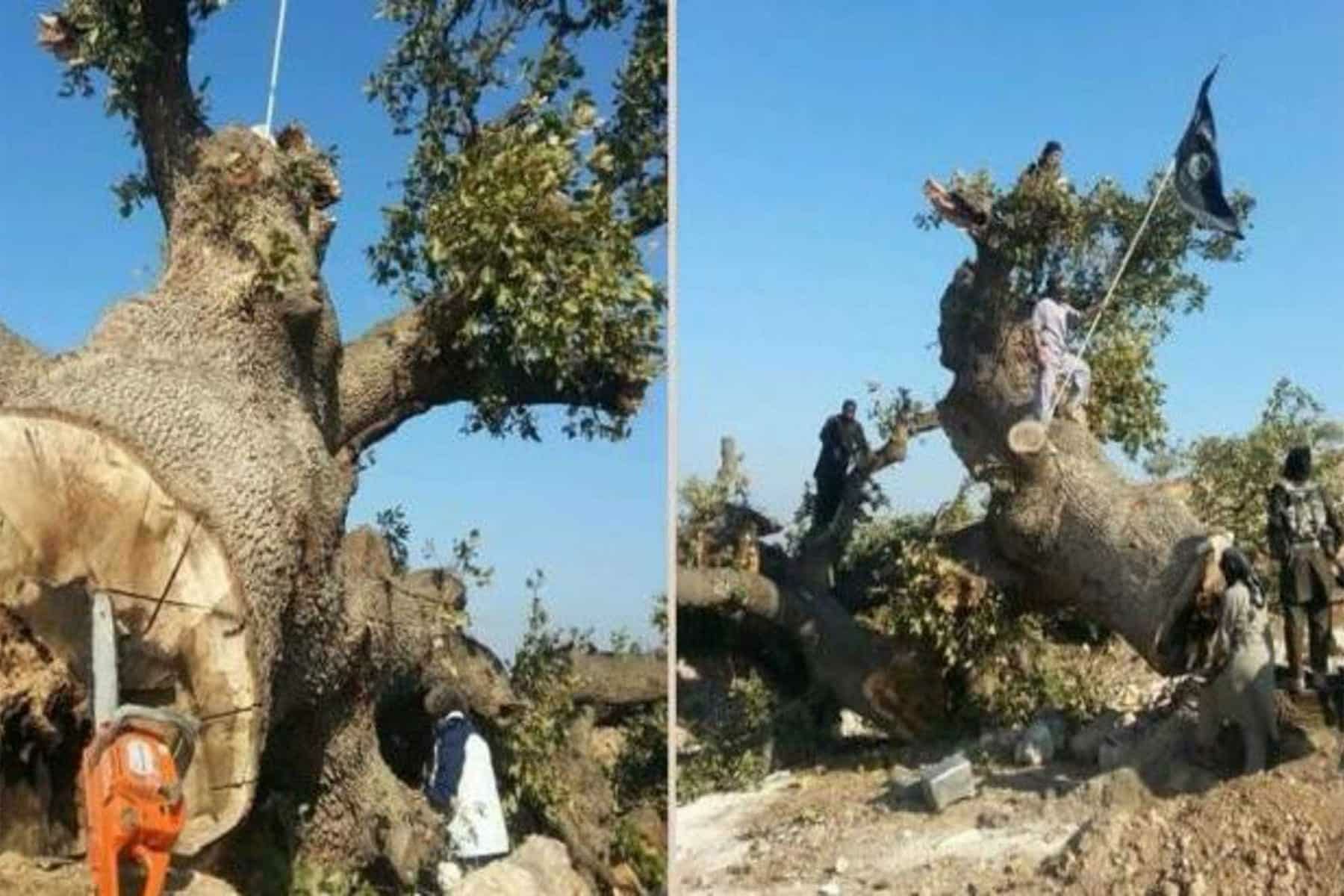 جهاديون في سوريا يقطعون شجرة بلوط watanserb.com