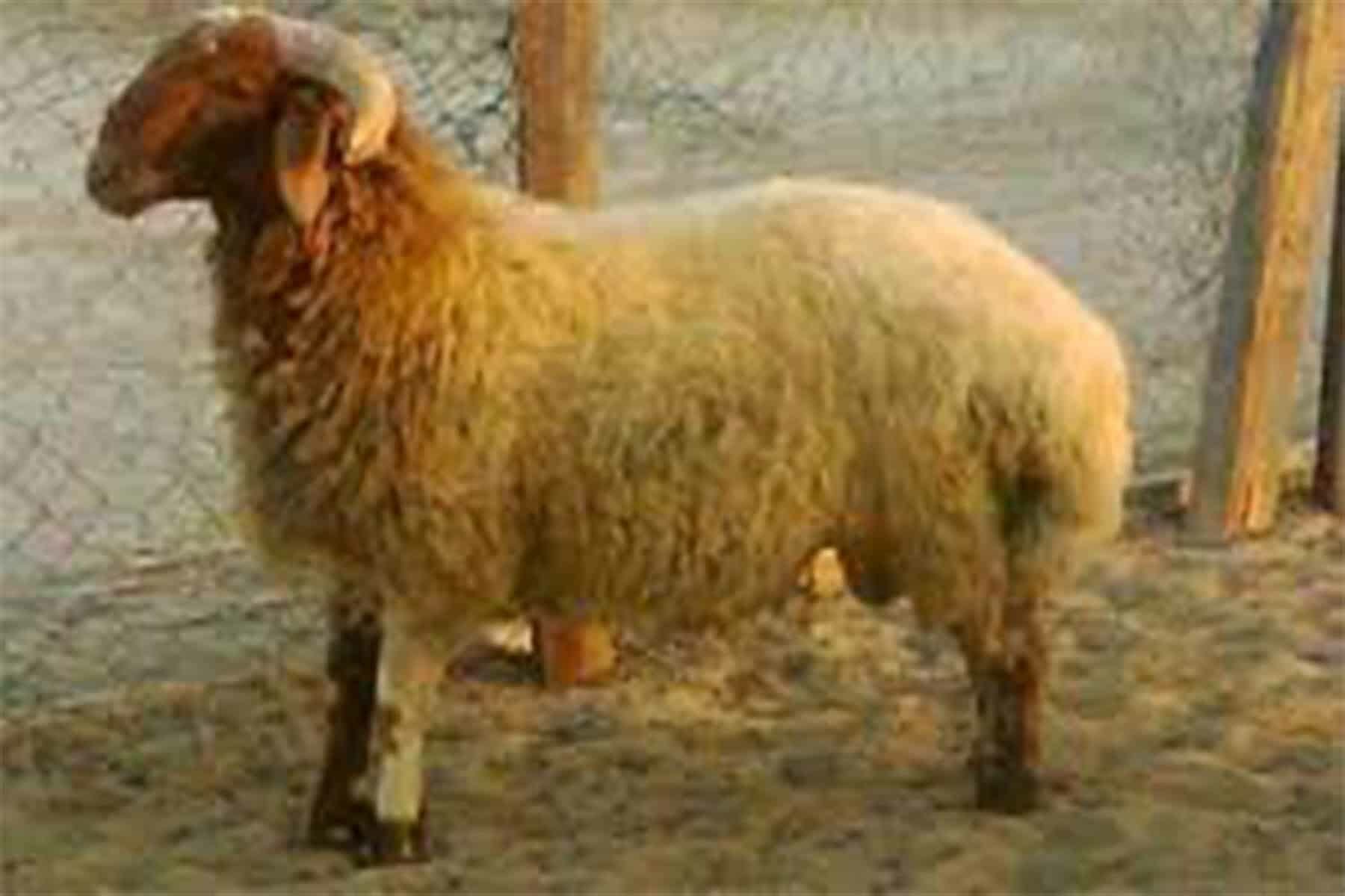 أغلى خروف في السعودية watanserb.com
