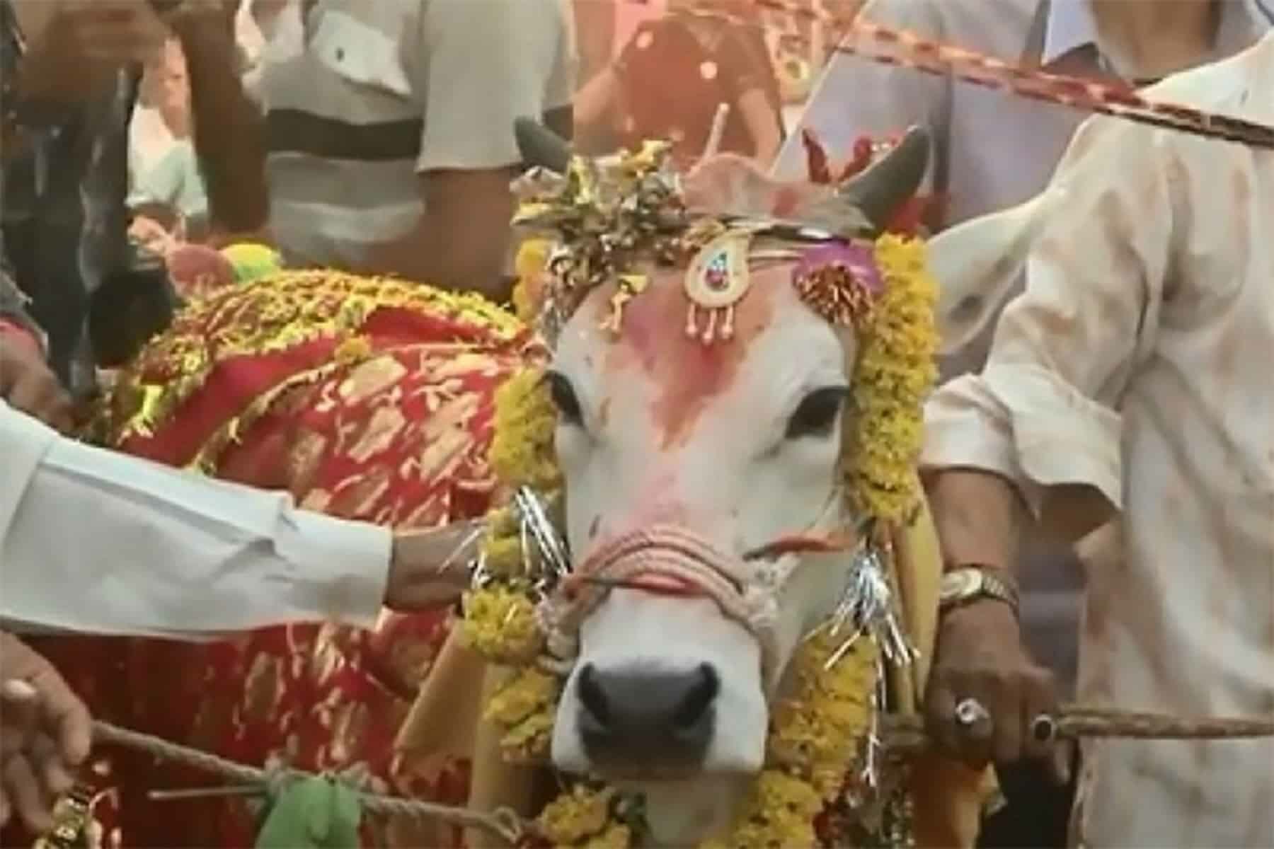 زفاف بقرة في الهند watanserb.com