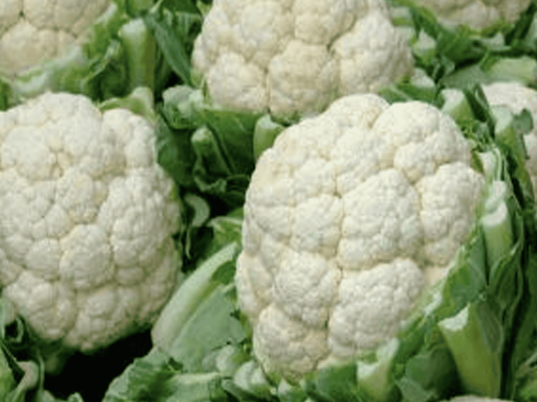 القرنبيط قاتل للسرطان watanserb.com