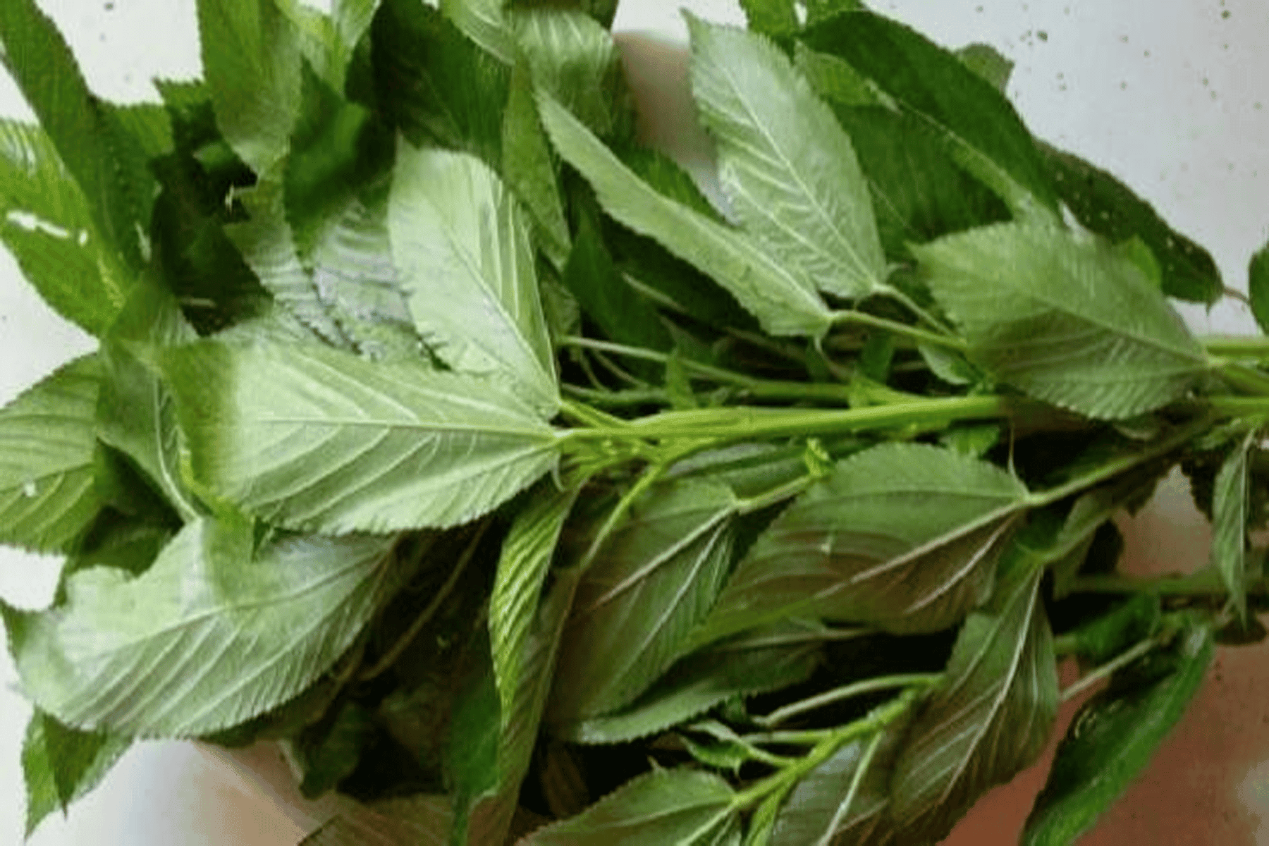 الملوخية أفضل من الفياجرا watanserb.com