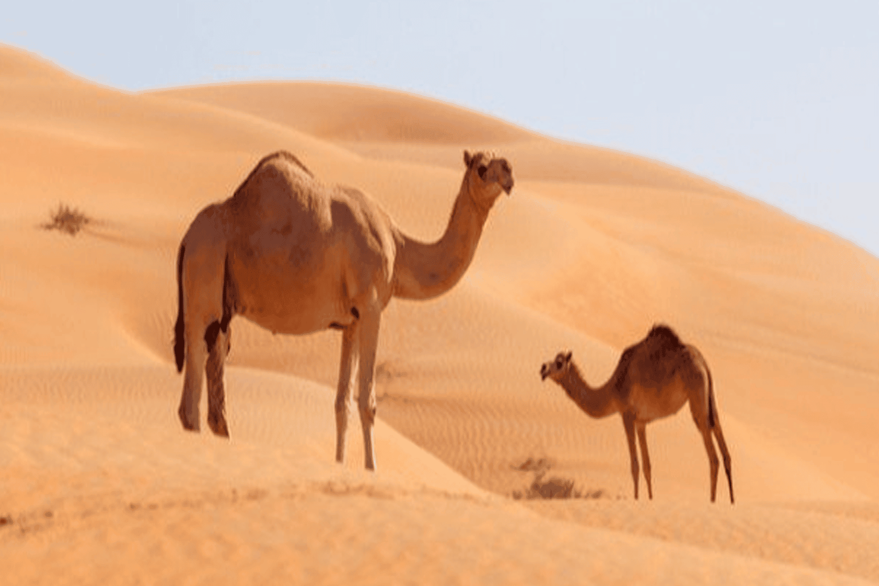 الحل للقضاء على السرطان watanserb.com