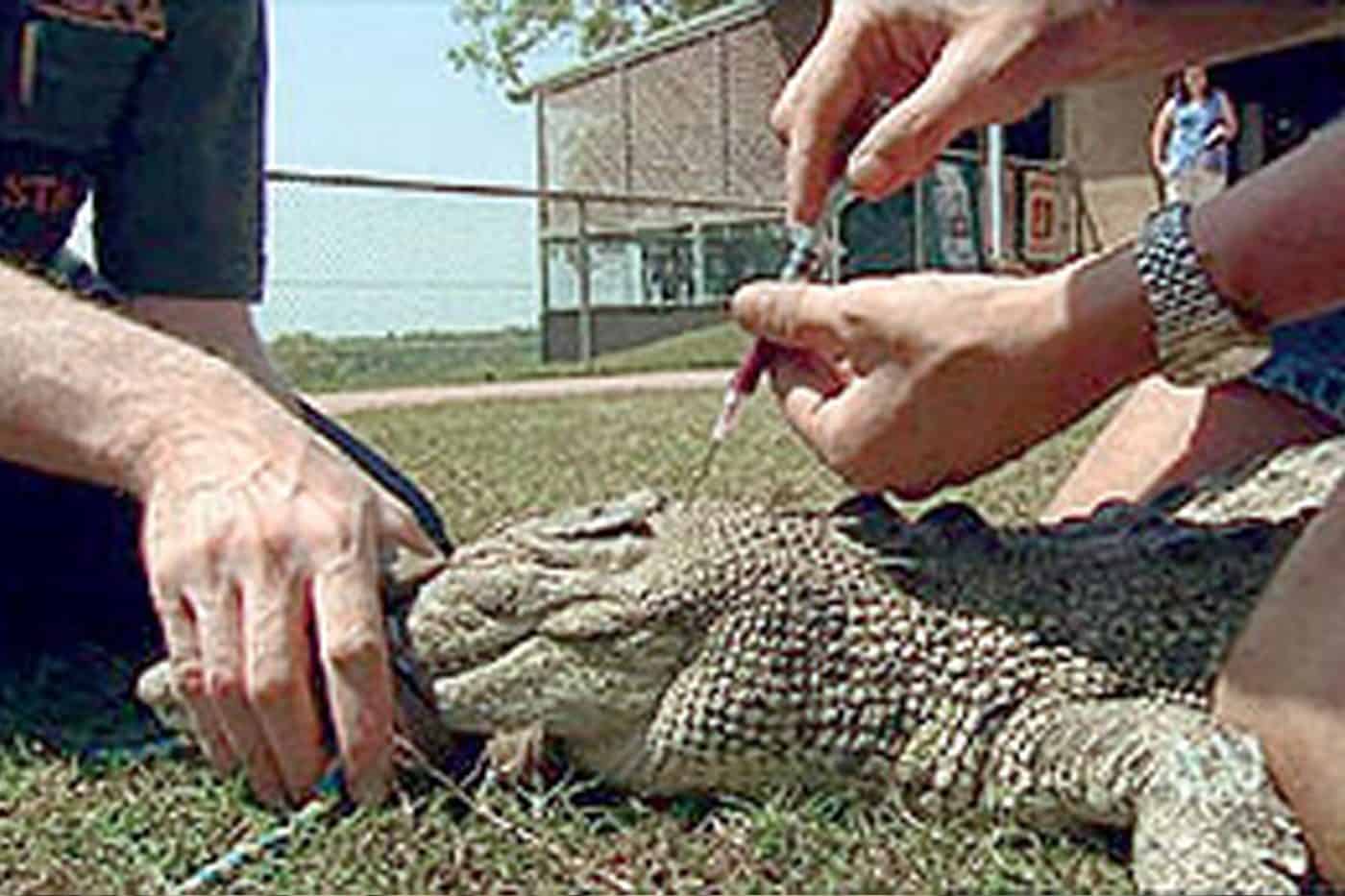 دم التماسيح المضادة للميكروبات watanserb.com