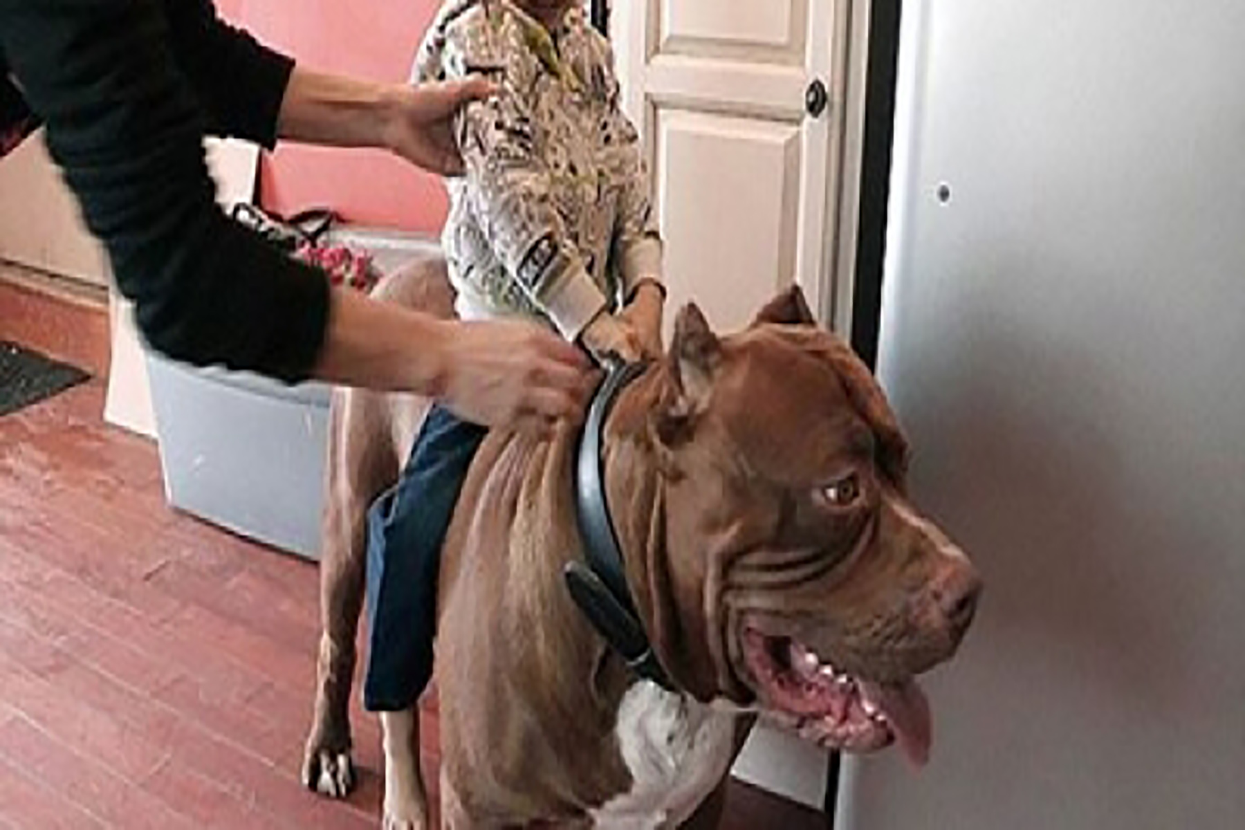 أضخم كلب في العالم watanserb.com