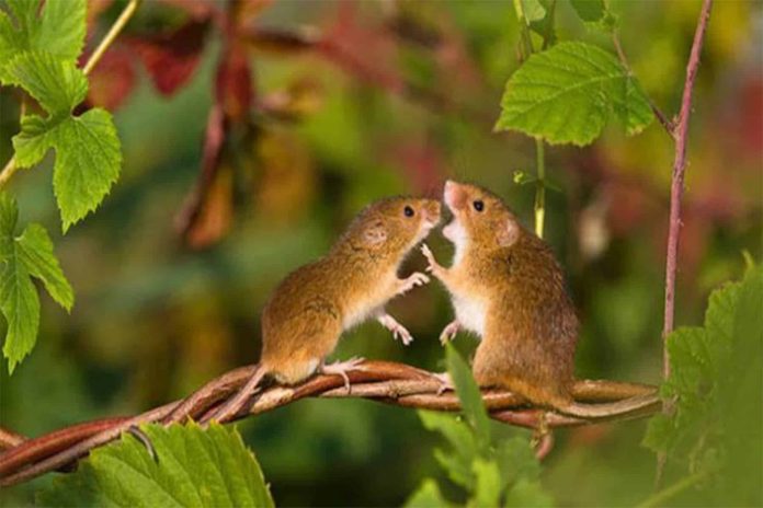 ذكور الفئران watanserb.com