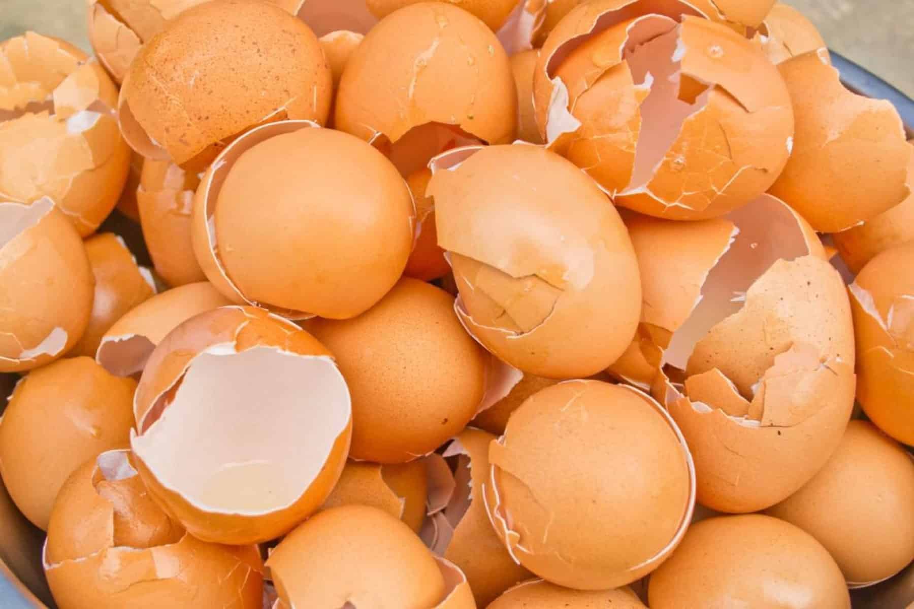يحتوي البيض على مصادر مهمة للمعادن watanserb.com