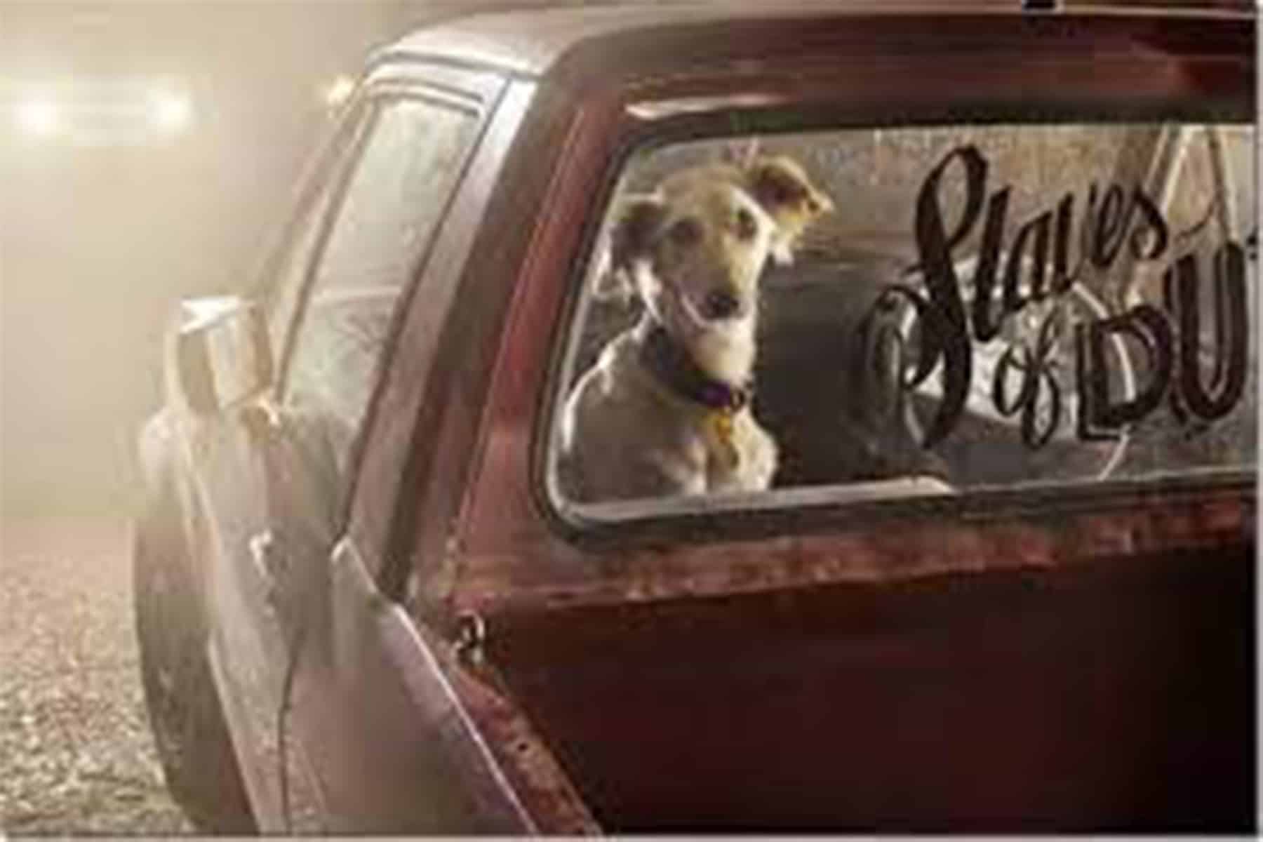 غرامة ترك الكلاب في السيارة watanserb.com