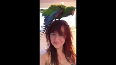 هذا "الببغاء" يعشق هذه الحركات مع مالكته