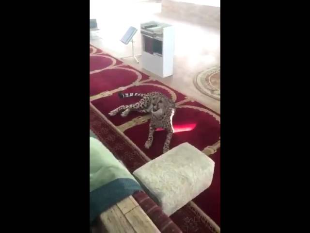 فهد يقتحم مسجداً بالسعودية!