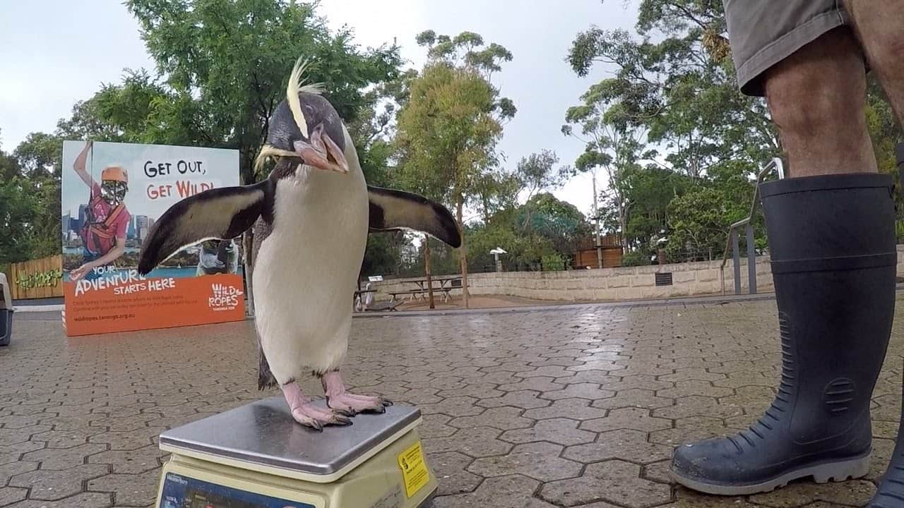 بطريق يغرد فرحا بوجبته من الأسماك