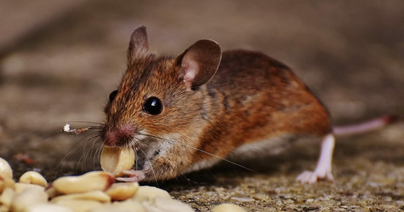اصطياد الفئران من المنزل watanserb.com