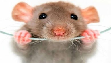 فئران تتجول بمطعم شهير watanserb.com