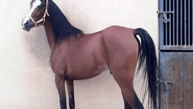 إعدام حصان شاذ watanserb.com