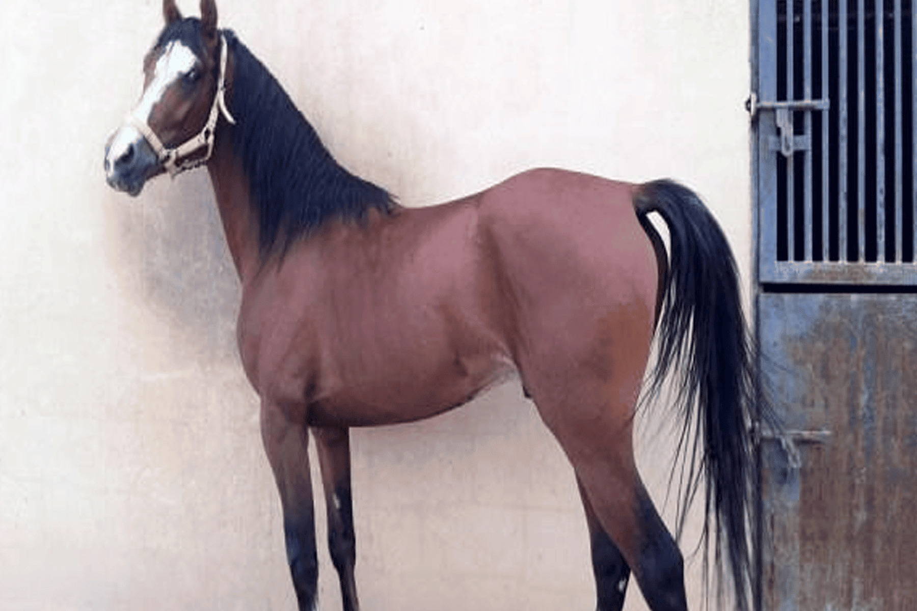 إعدام حصان شاذ watanserb.com