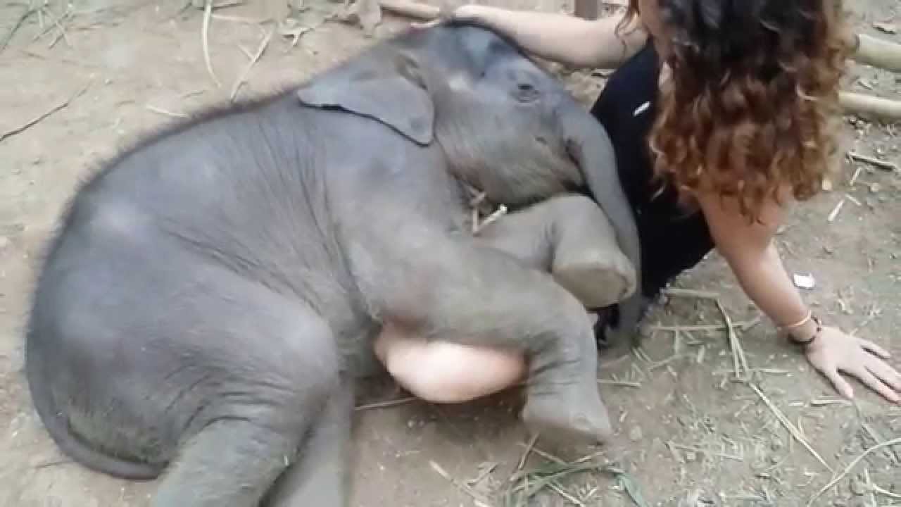 فيل صغير يغفو في حضن امرأة