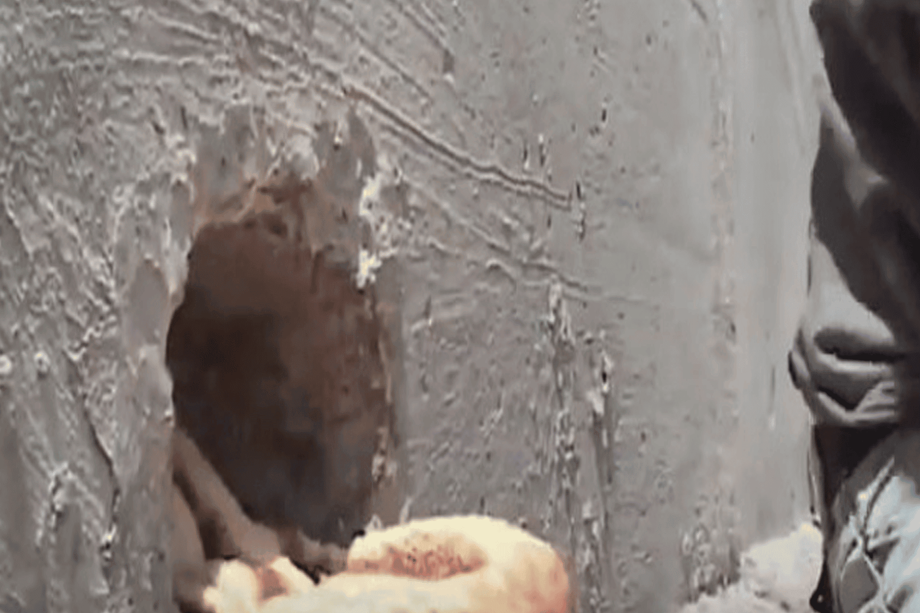 جدار الفصل العنصري watanserb.com