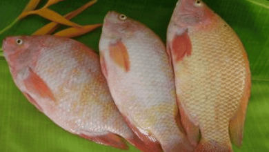 نوع من السمك يسبب السرطان watanserb.com