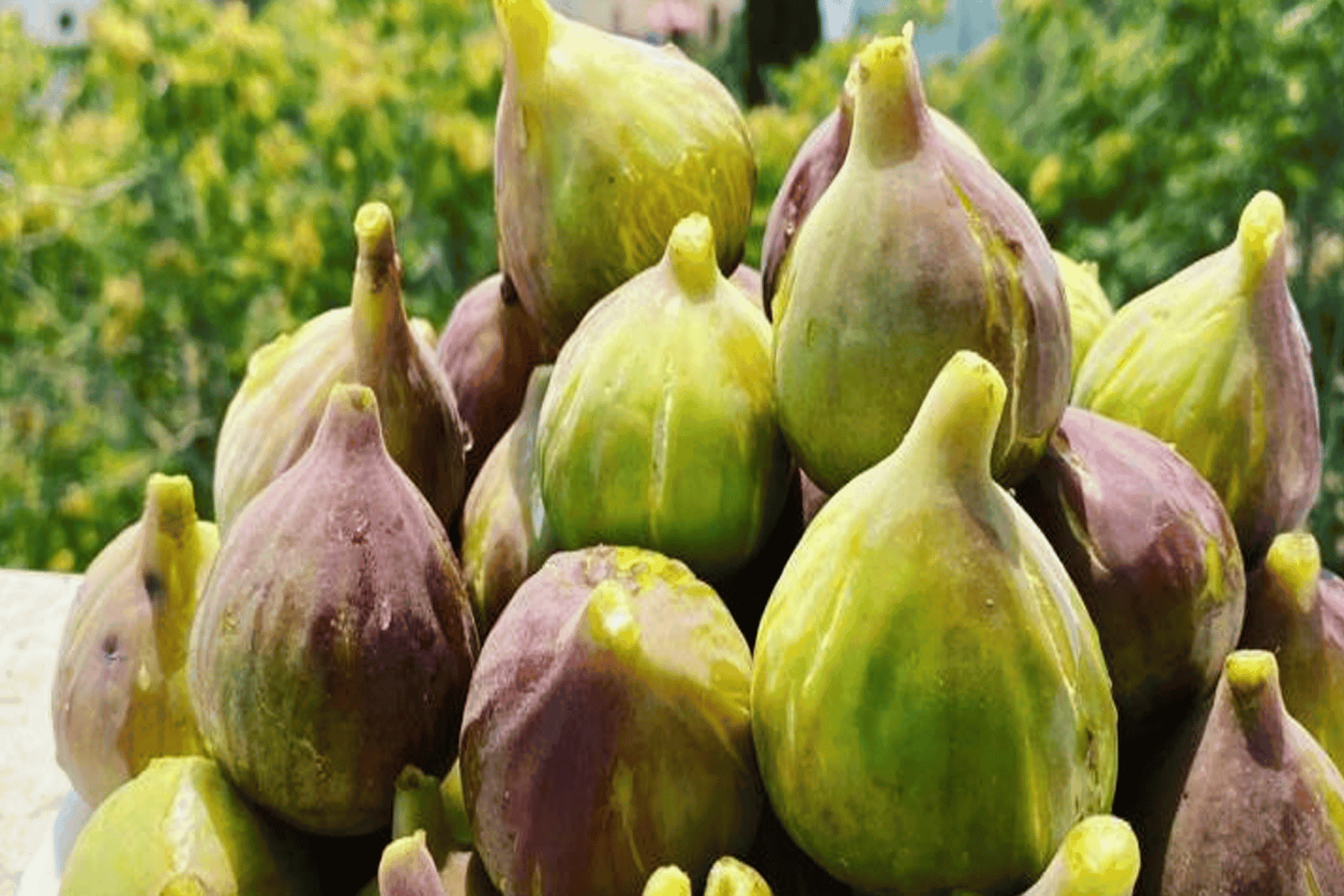 فوائد صحية للتين watanserb.com