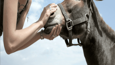 تمارس الجنس مع حمار watanserb.com