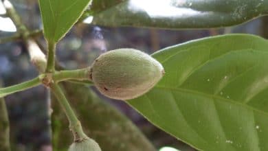 Fontainea picrosperma watanserb.com