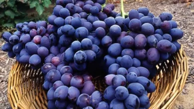 العنب البري watanserb.com