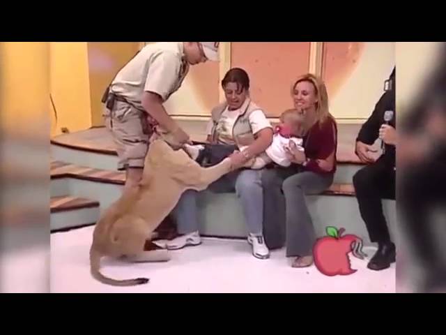 أسد ينقضّ على طفلة بين يدي والدتها