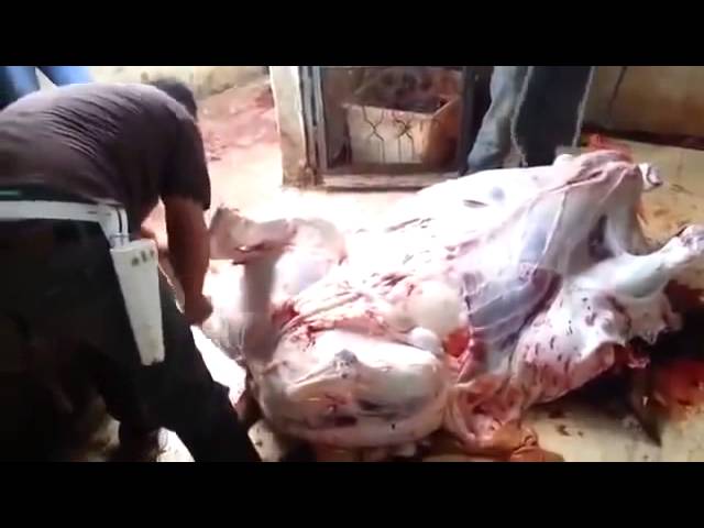 أمهر جزار في العالم.. فلسطيني