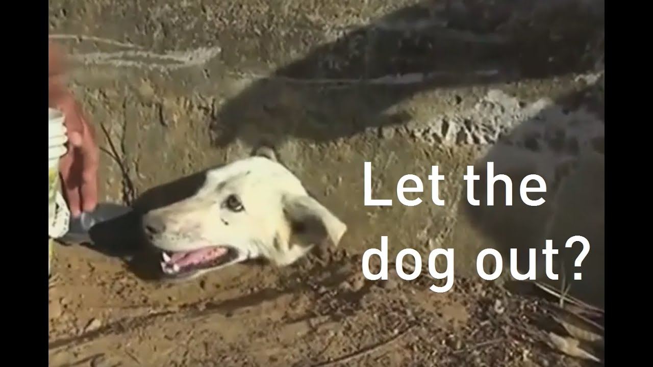 هكذا أنقذوا هذه الكلبة بعدما عَلِقَ رأسُها في نفق داخل الرصيف!