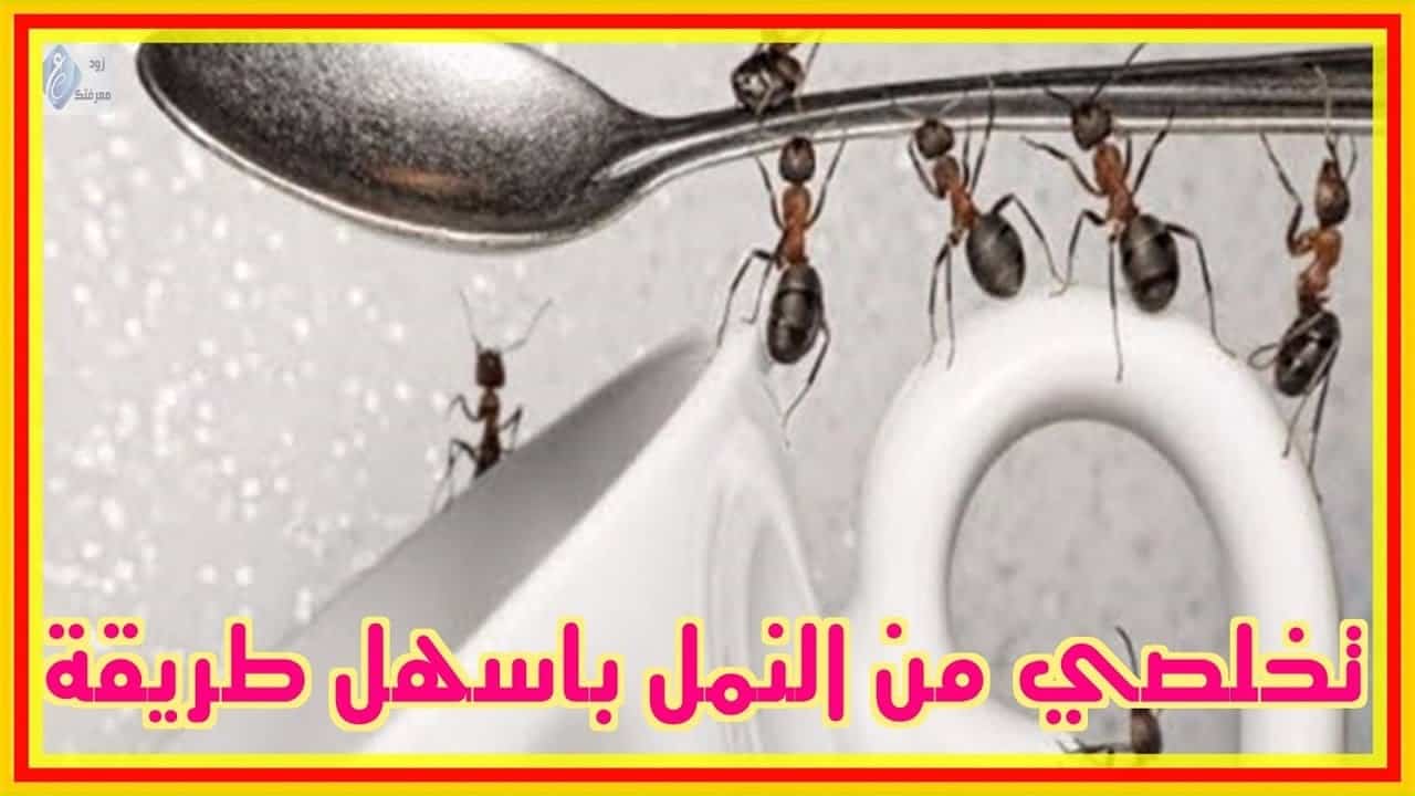 تخلص من النمل نهائيا