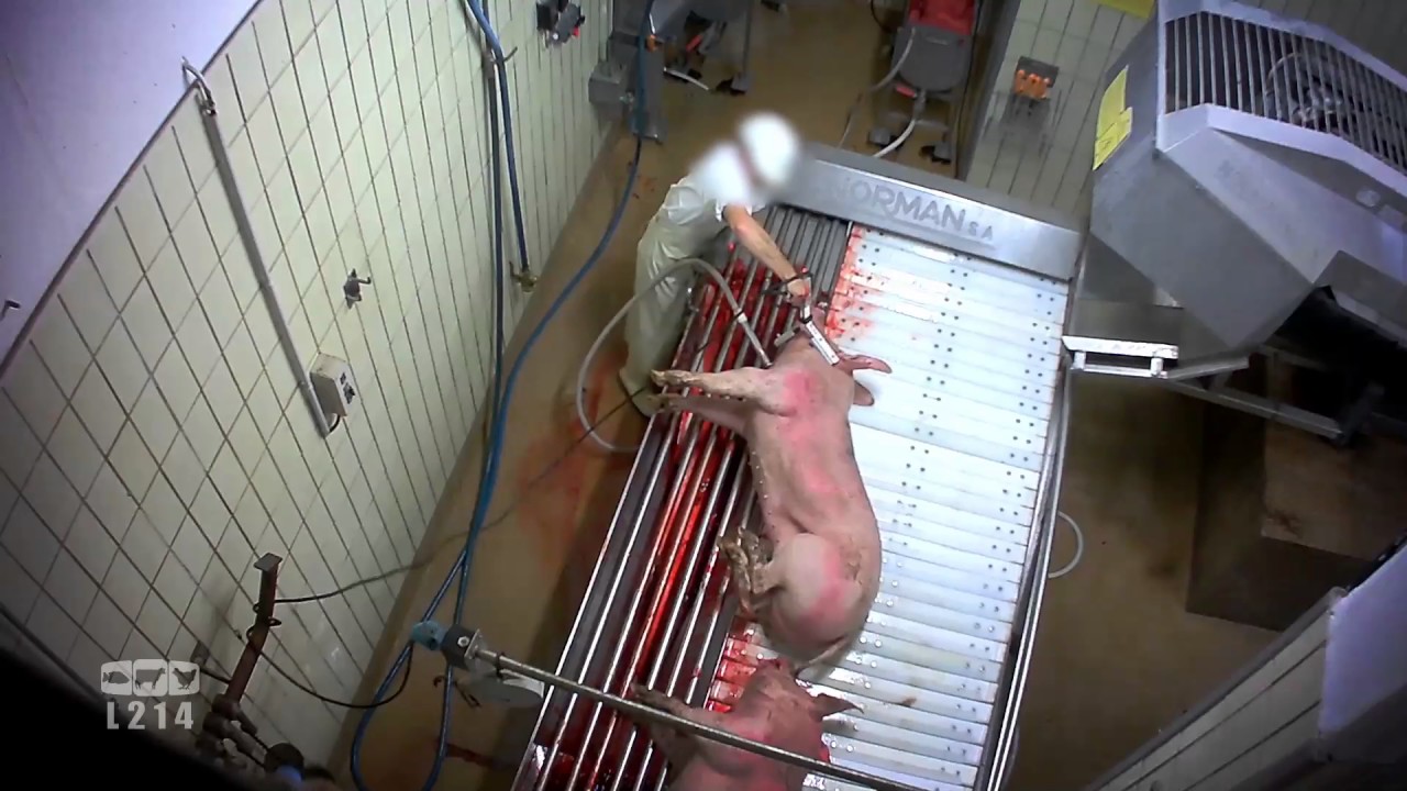 تقطيع الخنازير حية بعد صعقها بالكهرباء في فرنسا