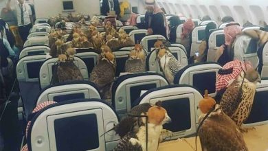 نقل 80 صقر watanserb.com