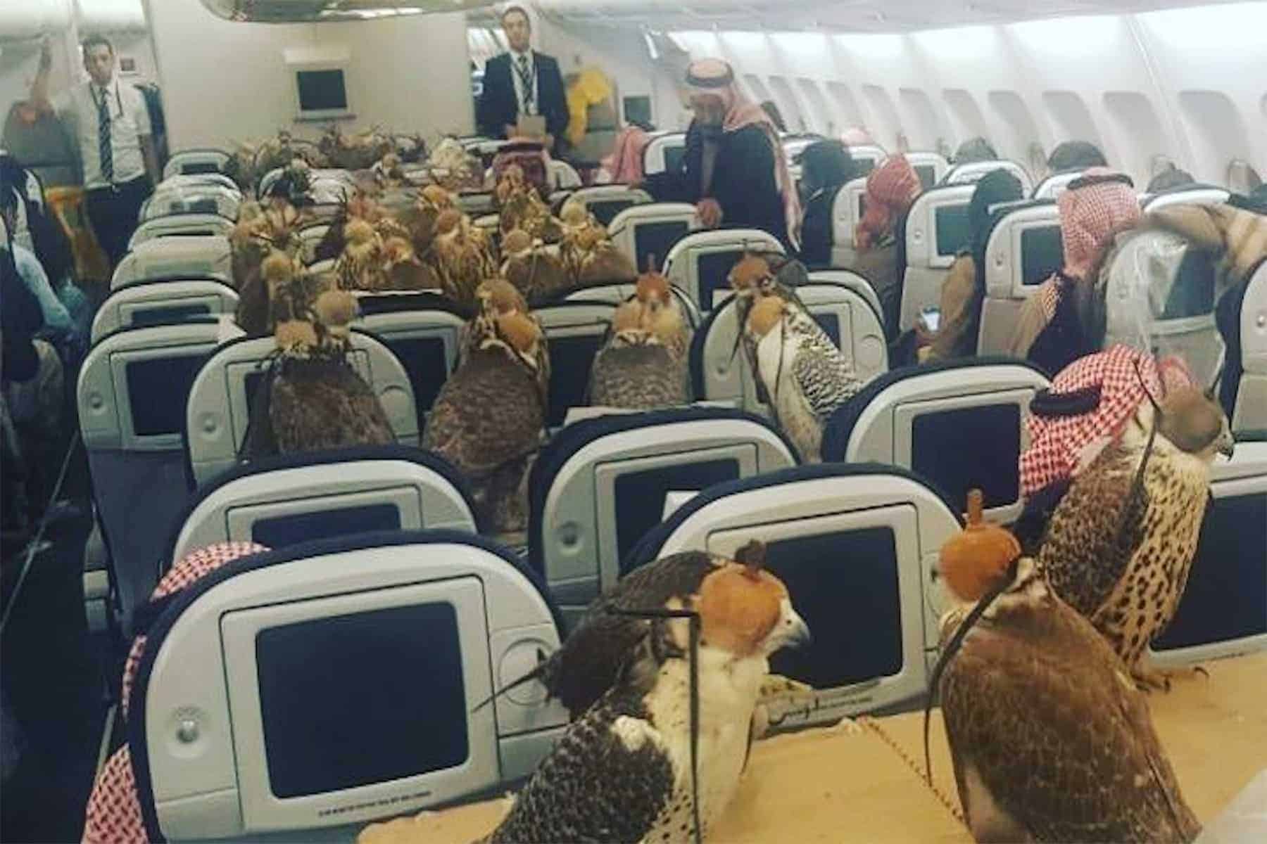 نقل 80 صقر watanserb.com