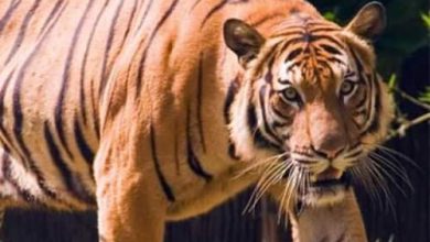 نمر بنغالي watanserb.com