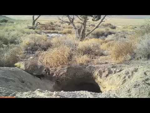 حيوان الغرير يحفر الأرض على مدى 6 أيام ليدفن بقرة