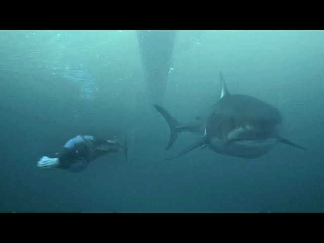 السّباح العالمي "مايكل فيلبس" يتحدّى "القرش الأبيض"