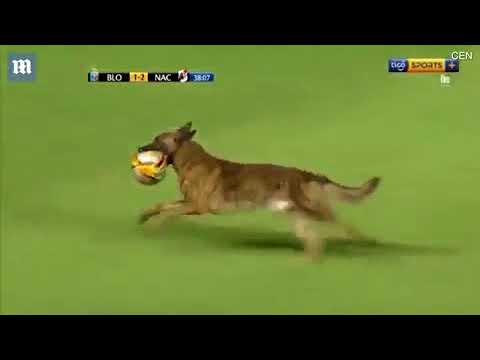 كلب يقتحم ملعباً ويقتنص الكرة