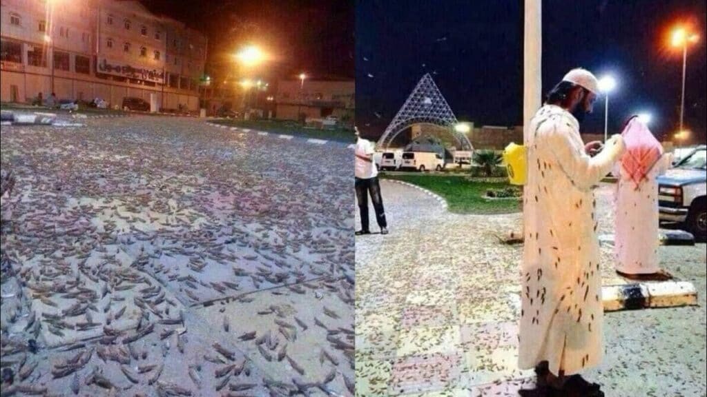 جيش الجراد يجتاح السعودية watanserb.com