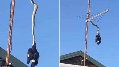 أفعى تقتل طائر ت watanserb.com